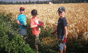 IMG_20190626_091343_drei fleiige Helferlein