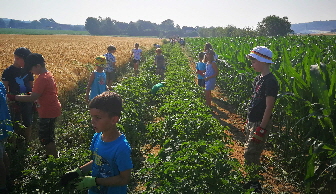 IMG_20190626_091433_Kartoffeln in Reihe