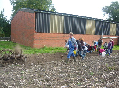 Kartoffelsuche 4