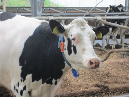 Milchhof Wer seid ihr denn 2013_09