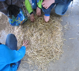 Milchhof_Heuprobe 2013