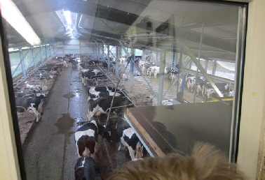 Milchhof Khe machen Mhe  2013_17