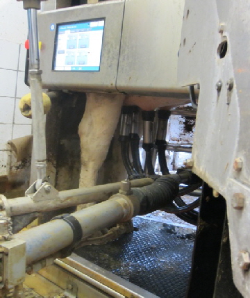 Milchhof Melken 2013_13