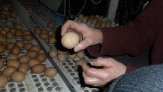 DSCI0106_Eierkontrolle