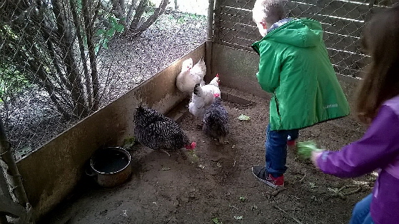 WP_20150414_Hhnerhof 4